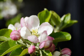 温奕心《一路生花》歌词及评论赏析