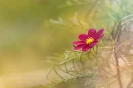 姜夔《点绛唇·丁未冬过吴松作》全文及鉴赏