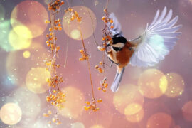 李清照《蝶恋花·暖日晴风初破冻》全文及鉴赏