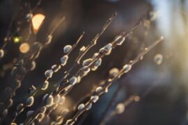 古人离别时为什么要折柳相送？