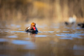 岳飞《满江红·写怀》全文及鉴赏