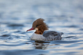 紧张的近义词有哪些？