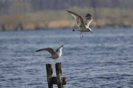 方大同《三人游》歌词评论及赏析