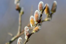 苏芮《凭着爱》歌词及评论赏析