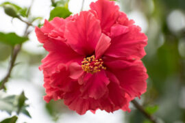 嘲笑的近义词有哪些？