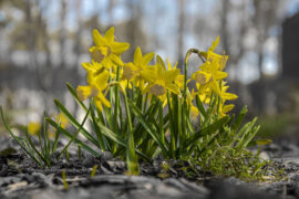 姜夔《鬲溪梅令·丙辰冬自无锡归作此寓意》全文及鉴赏