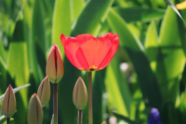 刘禹锡《潇湘神·斑竹枝》全文及鉴赏