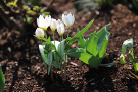 抗拒的近义词有哪些？