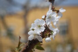 梦怎么组词？包含“梦”字的组词及成语大全