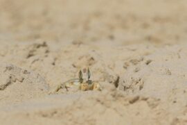 苟怎么组词？包含“苟”字的组词及成语大全