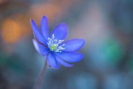 小孩闭上眼睛，看见花，看见梦，看见希望