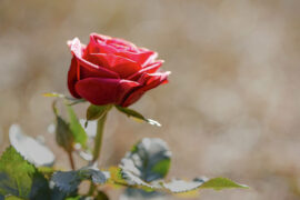 言简意赅是褒义词吗？