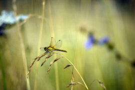 一尘不染是褒义词吗？