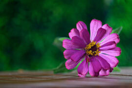 无耻之尤是贬义词吗？