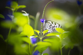 寡廉鲜耻是贬义词吗？