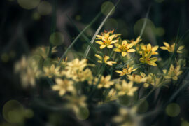 谄媚是贬义词吗？