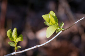 只有阳光而无阴影，只有欢乐而无痛苦，那就不是人生