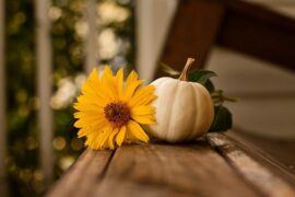 爪怎么组词？包含“爪”字的组词及成语大全