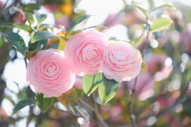 2023年八一建军节，宣传标语（一）