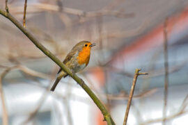 八一建军节，幽默的短信祝福语