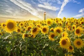 让青春在不懈奋斗中绽放绚丽之花