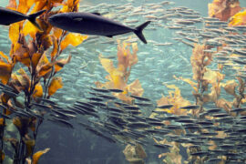 七夕情人节，浪漫动人的微信语句