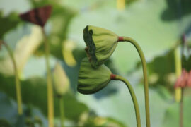 七夕节、七巧节示爱短信，甜掉牙