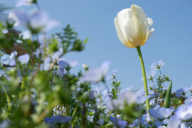 最新七夕节对老婆、爱人的甜言蜜语