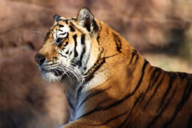 八面威风的同义词有哪些？