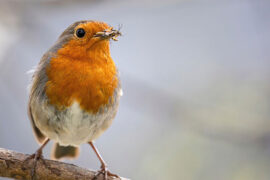 勇敢的人并不是感觉不到畏惧的人，而是征服了畏惧的人