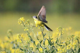 小鸟欲高飞，虽飞亦不远，非关气力微，毛羽未丰满