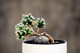 教师节，家长送给老师的英文贺卡祝福语