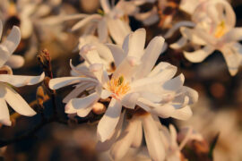 温庭筠《更漏子·柳丝长》全文及鉴赏