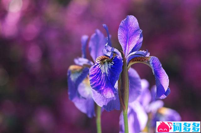 晏殊《蝶恋花·槛菊愁烟兰泣露》全文及鉴赏