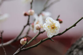 陆游《卜算子·咏梅》全文及鉴赏