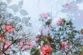 善良的心灵并非漫山遍野，但也如点点繁星照亮黑夜