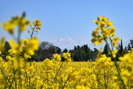 春日迟迟好读诗