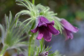 教师节诗歌朗诵：《感谢您，老师》