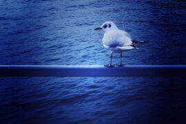 教师节诗朗诵：《祝愿》