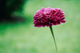 曲意逢迎是贬义词吗？