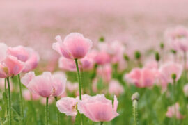 欧阳修《采桑子·何人解赏西湖好》全文及鉴赏