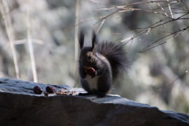 秋瑾《鹧鸪天·祖国沉沦感不禁》全文及鉴赏