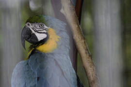 苏轼《蝶恋花·春景》全文及鉴赏