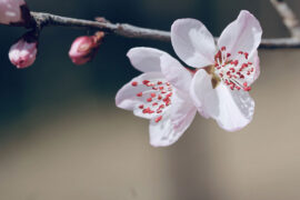 陆游《采桑子·宝钗楼上妆梳晚》全文及鉴赏