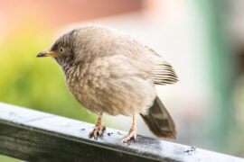 自满是贬义词吗？