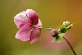 纳兰性德《采桑子·拨灯书尽红笺也》全文及鉴赏