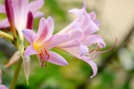 爱在椿萱并茂间