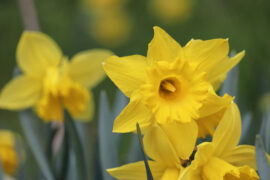 李之仪《谢池春·残寒销尽》全文及鉴赏