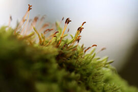 纳兰性德《卜算子·新柳》全文及鉴赏