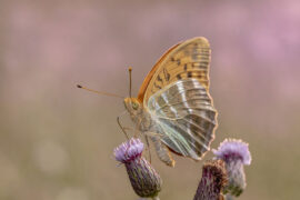 欧阳修《采桑子·画船载酒西湖好》全文及鉴赏